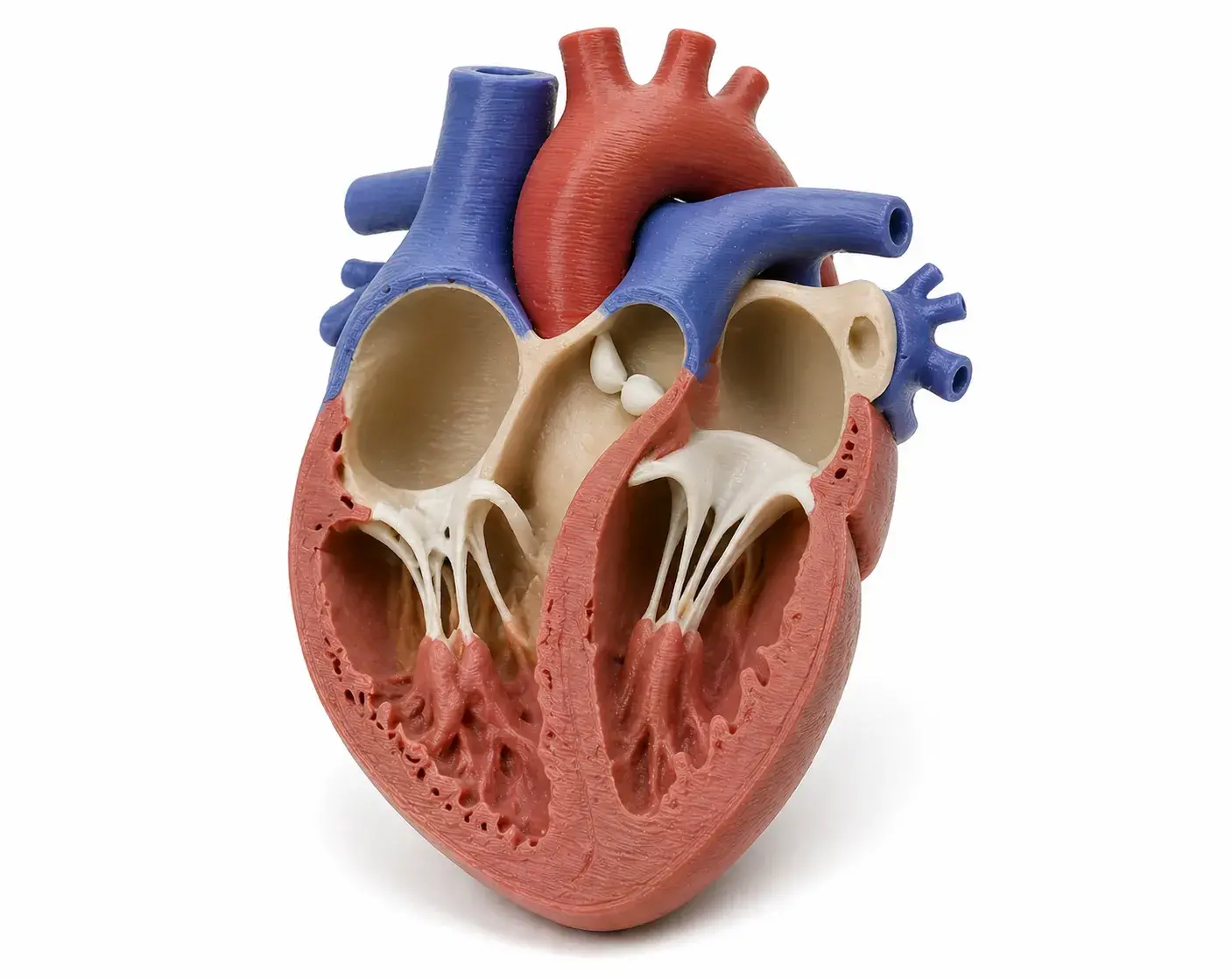 salud guia estudiante corazon impresion 3d